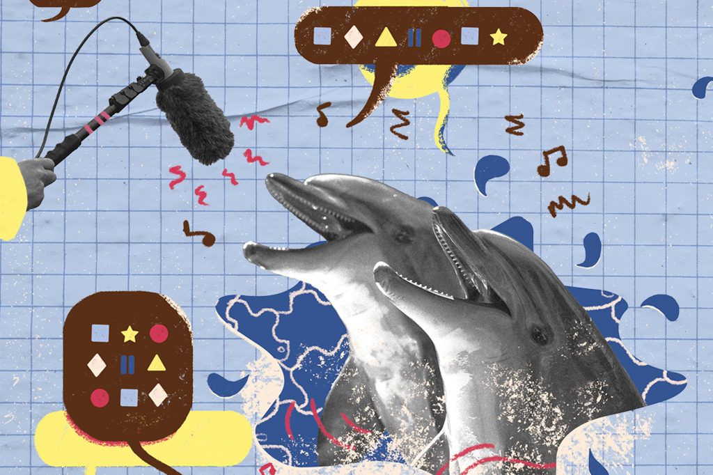 Cientistas estão desvendando o dicionário dos cetáceos – e aprendendo a falar "baleiês"