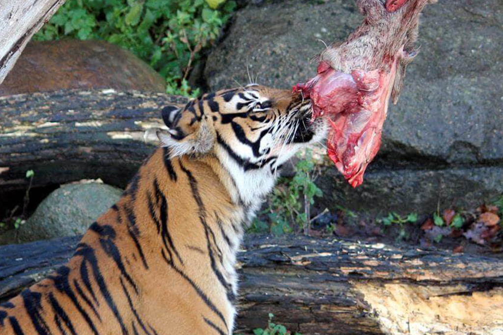 Zoológico dinamarquês pede doações de animais domésticos para alimentar predadores