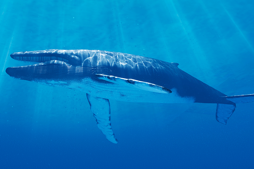 Baleias azuis estão cada vez mais silenciosas – e isso é um problema
