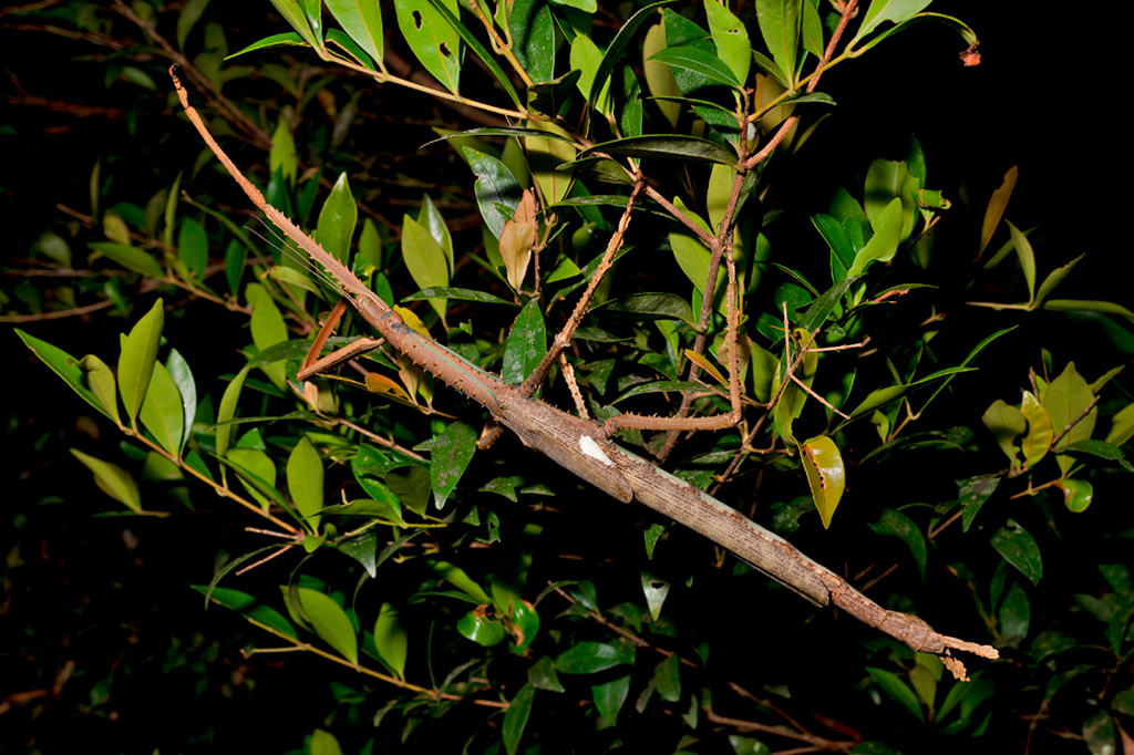 Nova espécie de bicho-pau gigante é descoberta na Austrália