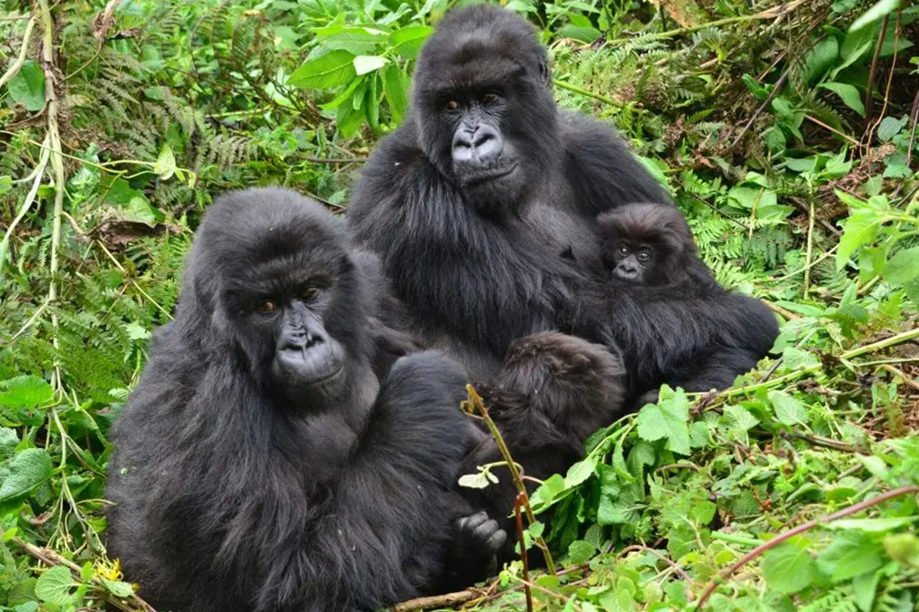 Gorilas fêmeas preferem reencontrar antigas companheiras a fazer novas amizades