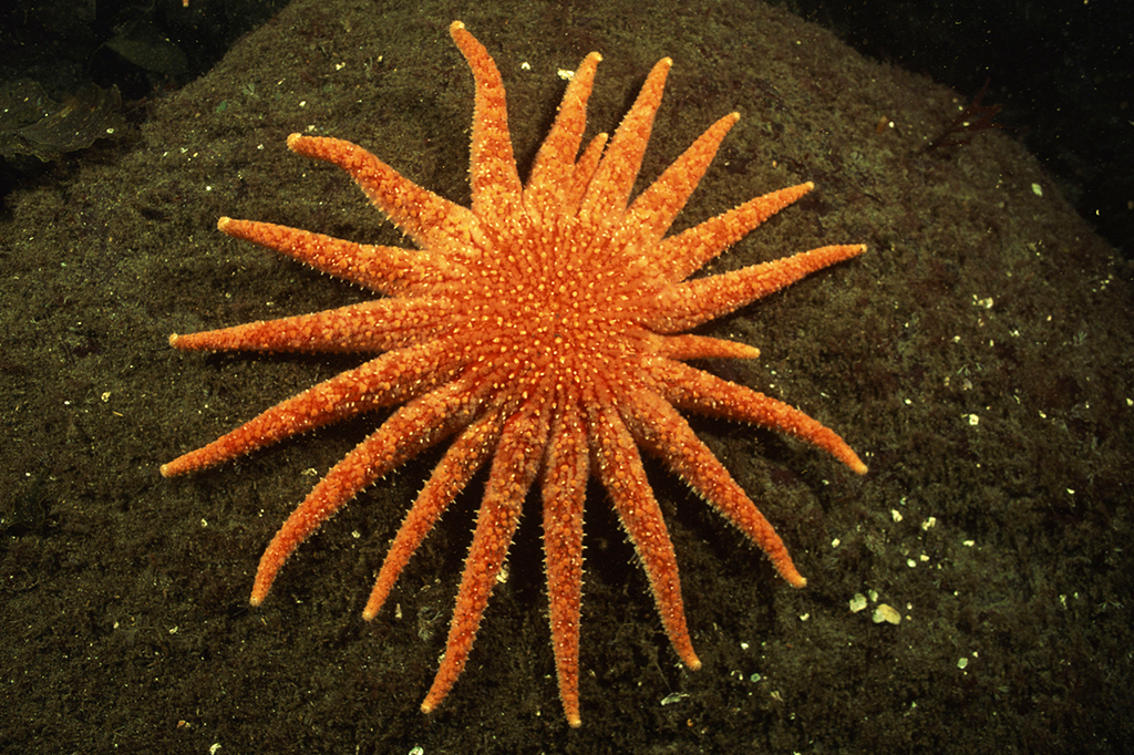 O que matou 5 bilhões de estrelas-do-mar na última década? Novo estudo descobriu