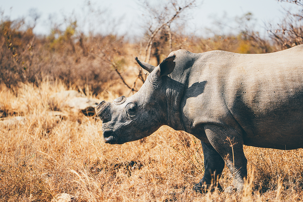 Cientistas tornam chifres de rinocerontes radioativos para combater a caça ilegal