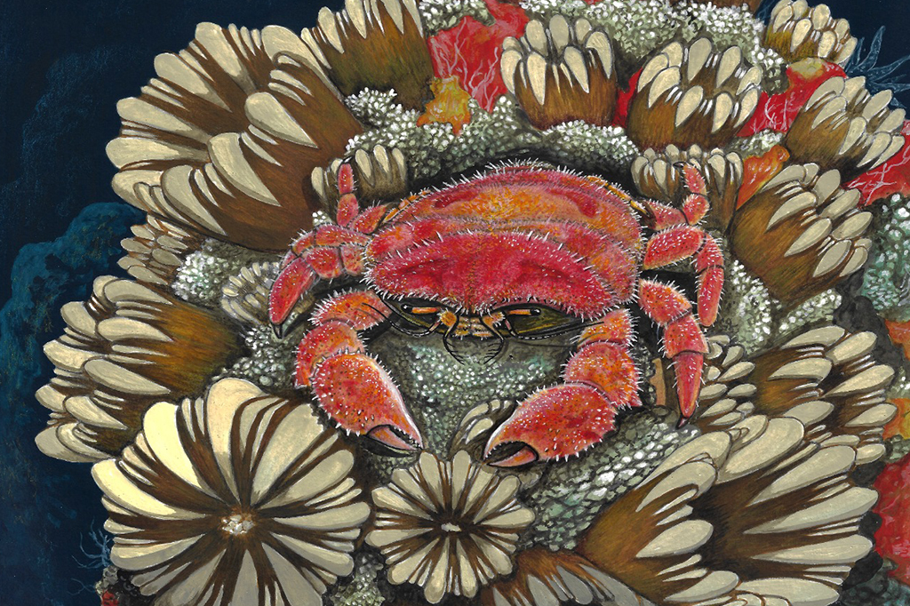 Fóssil de caranguejo de 85 milhões de anos é descoberto na Antártica por brasileiros