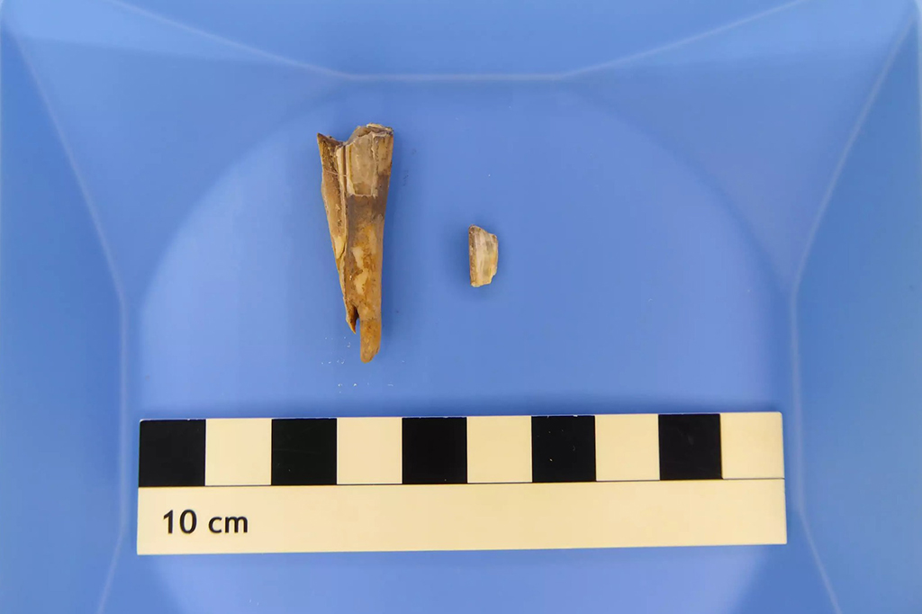 Novo estudo descobre o que causou surto de Peste Negra na Idade do Bronze