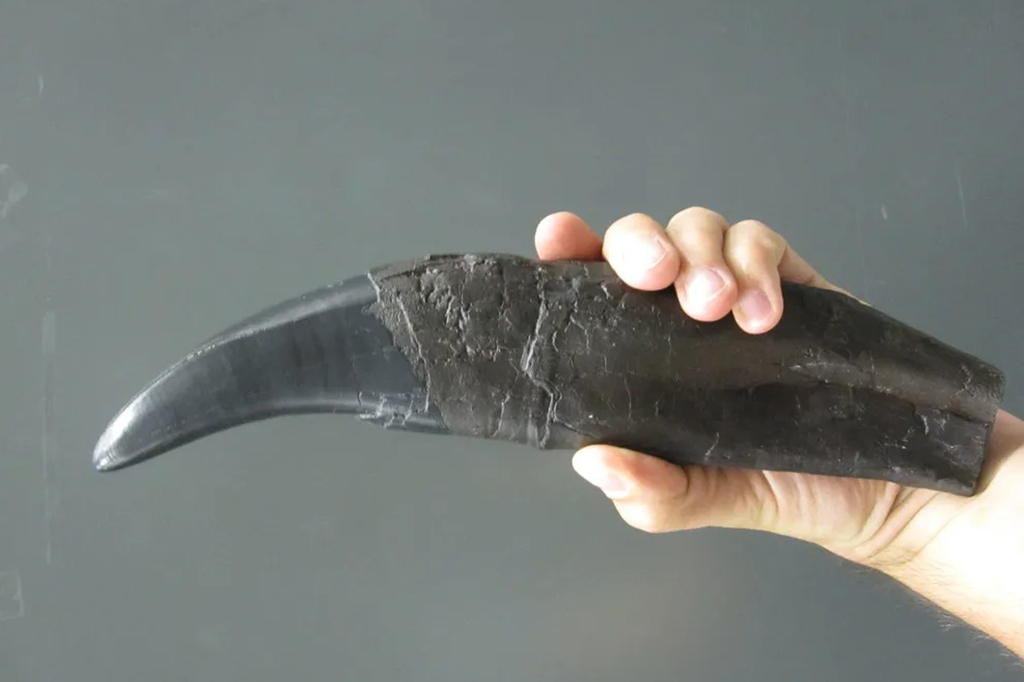 Dentes de dinossauro fornecem pistas sobre o passado climático da Terra