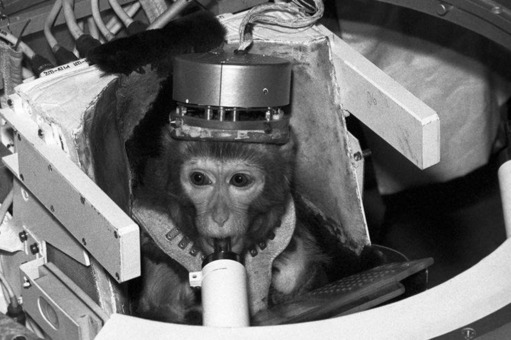 1708-espaço-Macaco-layout_site Fotografias do Albert II, um macaco rhesus.