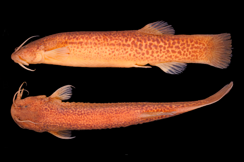 Cientistas brasileiros descobrem bagres escalando cachoeiras