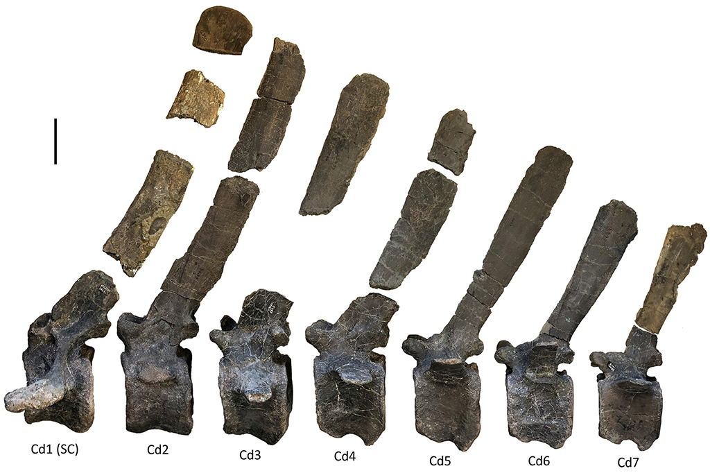 Fotografia das sete v&eacute;rtebras caudais mais anteriores em vista lateral esquerda com espinhos neurais reconstru&iacute;dos.