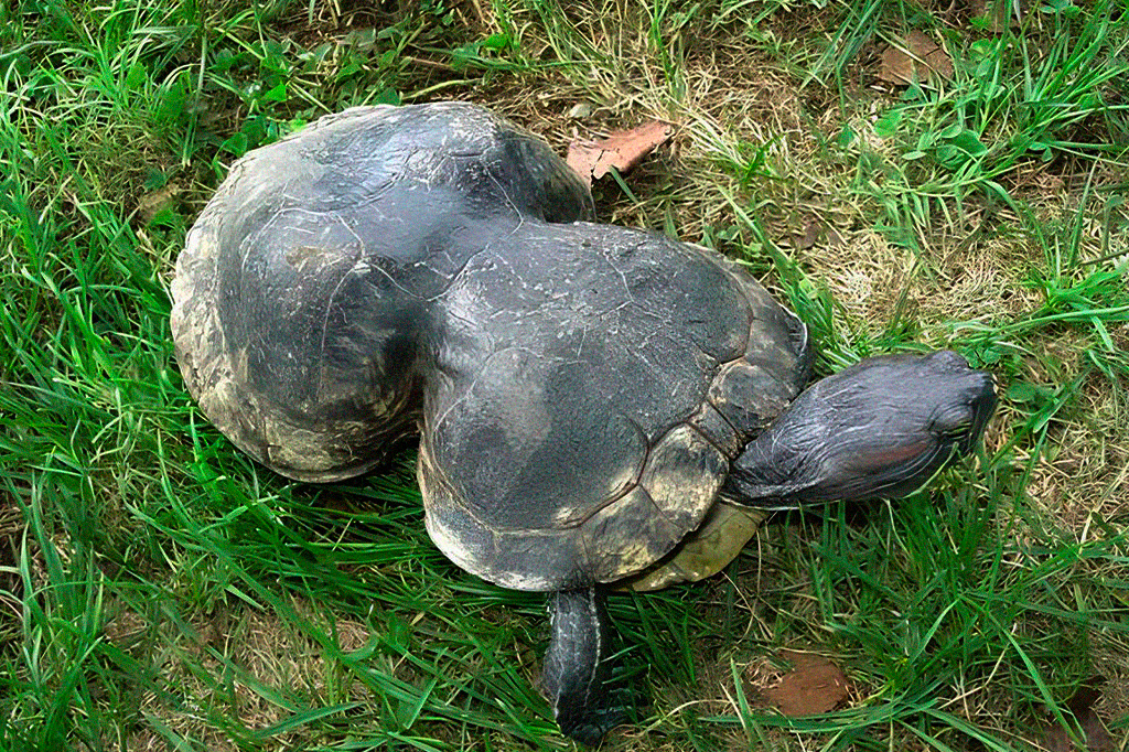 Peanut, tartaruga deformada por plástico, completa 41 anos e ganha festa de aniversário