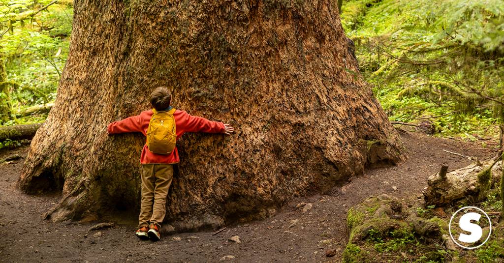 Palavras usadas para descrever a natureza estão desaparecendo