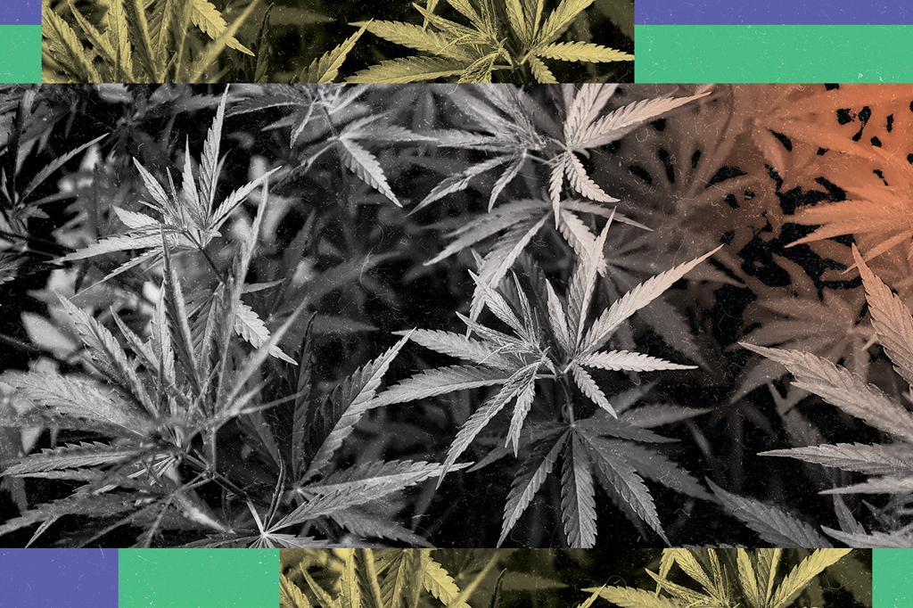 Estudo aponta ligação entre maconha e esquizofrenia