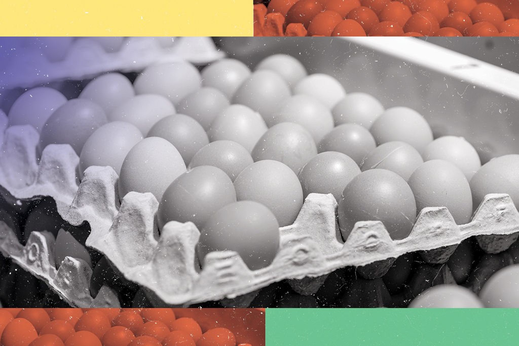 3 notícias sobre: ovos