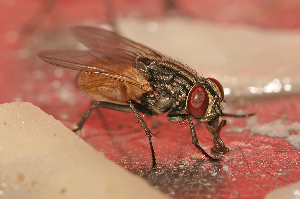 Como o DNA das moscas revela os animais escondidos em uma região
