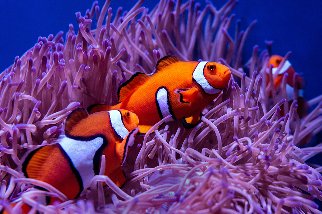Procurando Nemo? Peixes-palhaço e anêmonas estão desaparecendo por causa de ondas de calor