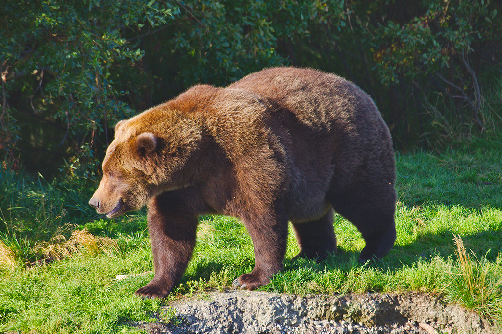 Semana do Urso Gordo: conheça a competição e saiba como votar no seu pançudo favorito