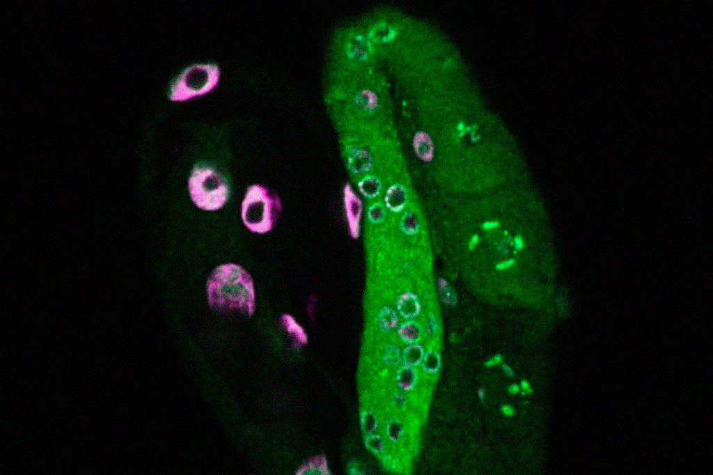 Mesmo sem alteração no DNA, verme herda longevidade de gerações anteriores