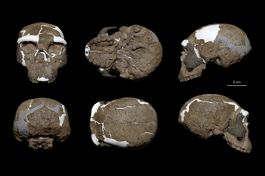 Crânio de 1 milhão de anos pode recontar a história da espécie humana