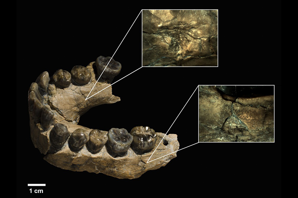 Quando os hominídeos chegaram ao topo da cadeia alimentar? Novo estudo fornece pistas