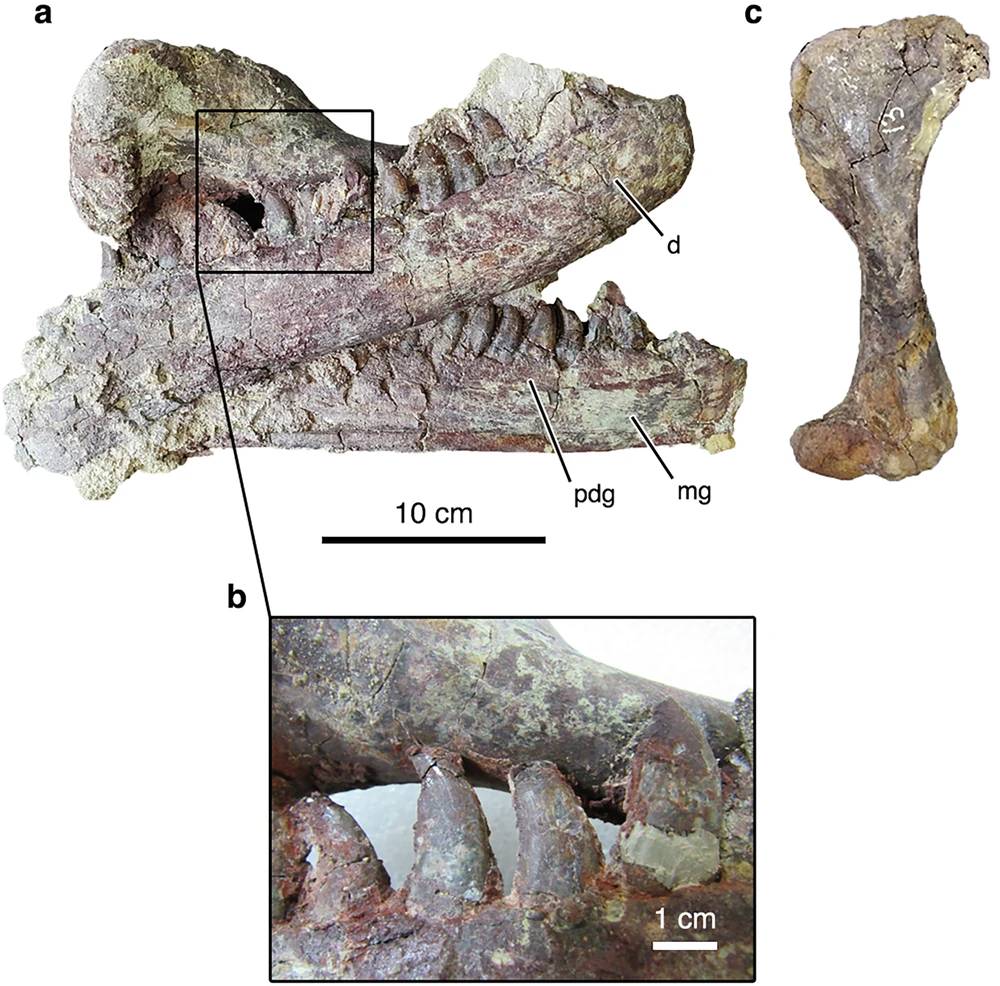 a. Dentários de Joaquinraptor e um úmero direito crocodiliforme associado) na posição em que foram recuperados antes de sua separação mecânica em laboratório. b. Detalhe de a mostrando uma porção da diáfise umeral crocodiliforme em contato com as coroas dentárias direitas de Joaquinraptor. c. Úmero direito crocodiliforme em vista anterior.