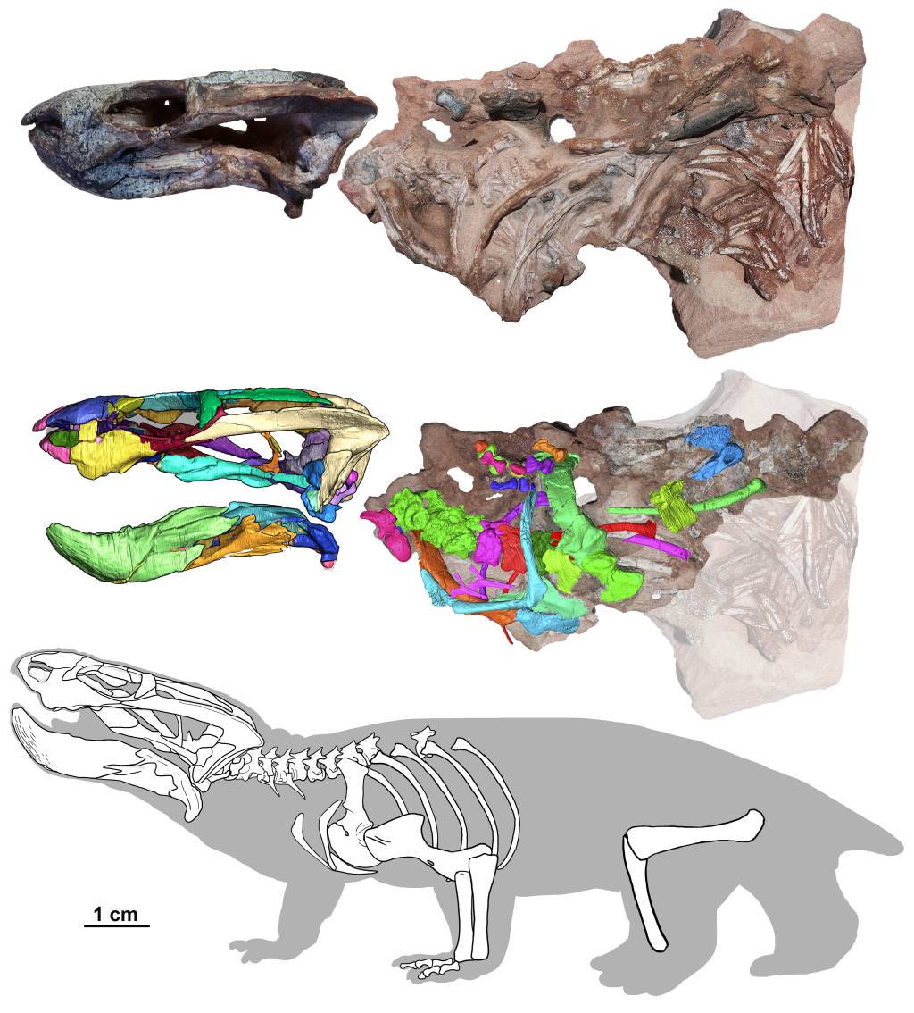 Fóssil do pequeno dicinodonte Rastodon procurvidens (acima). O crânio era conhecido desde 2016, mas neste novo estudo se revelou todo o esqueleto do animal. No meio, a reconstrução digital em 3D obtida por micro-tomografia que possibilitou ‘abrir a boca’ do espécime. Abaixo, a reconstrução de como seria o esqueleto e a silhueta do animal.
