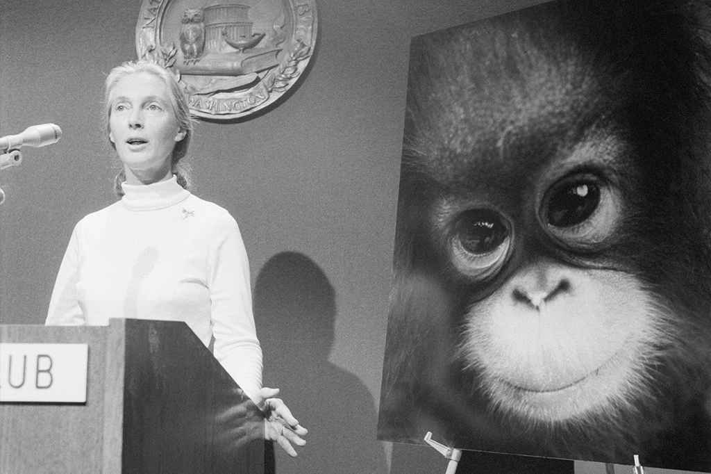 0210-Jane-Goodall-layout_site3 Fotografia de Jane Goodall dando uma palestra.