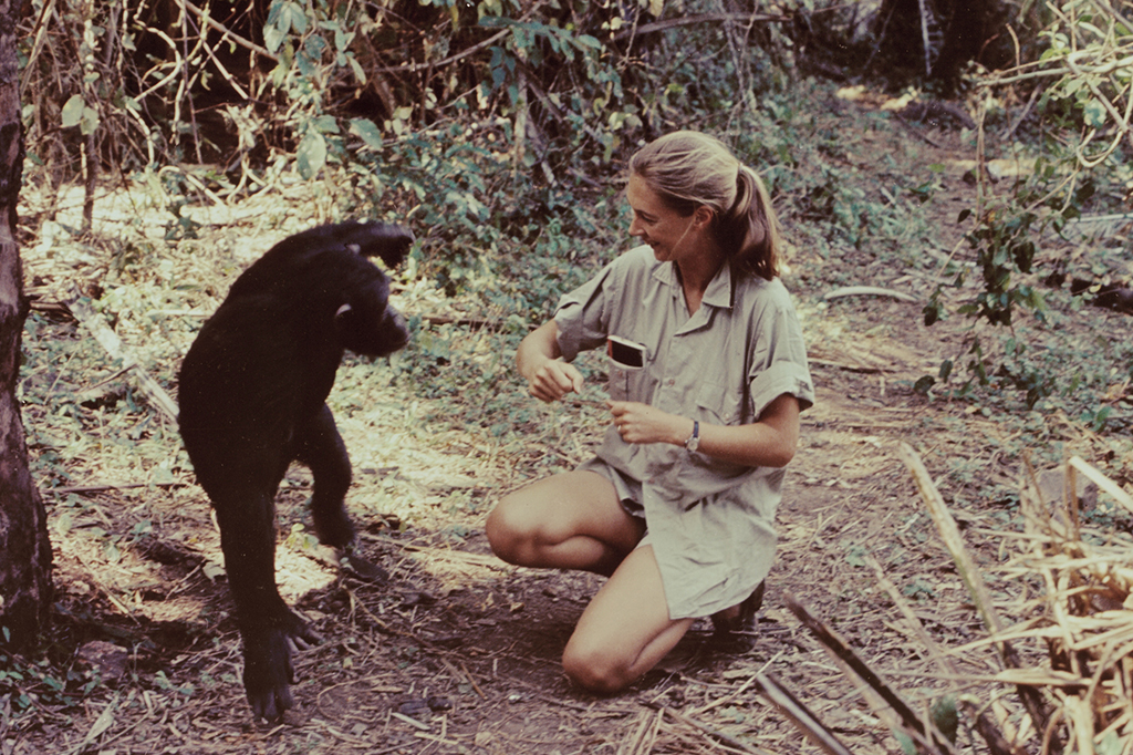 0210-Jane-Goodall-layout_site4 Fotografia da Jane Goodall aparece no especial de televisão