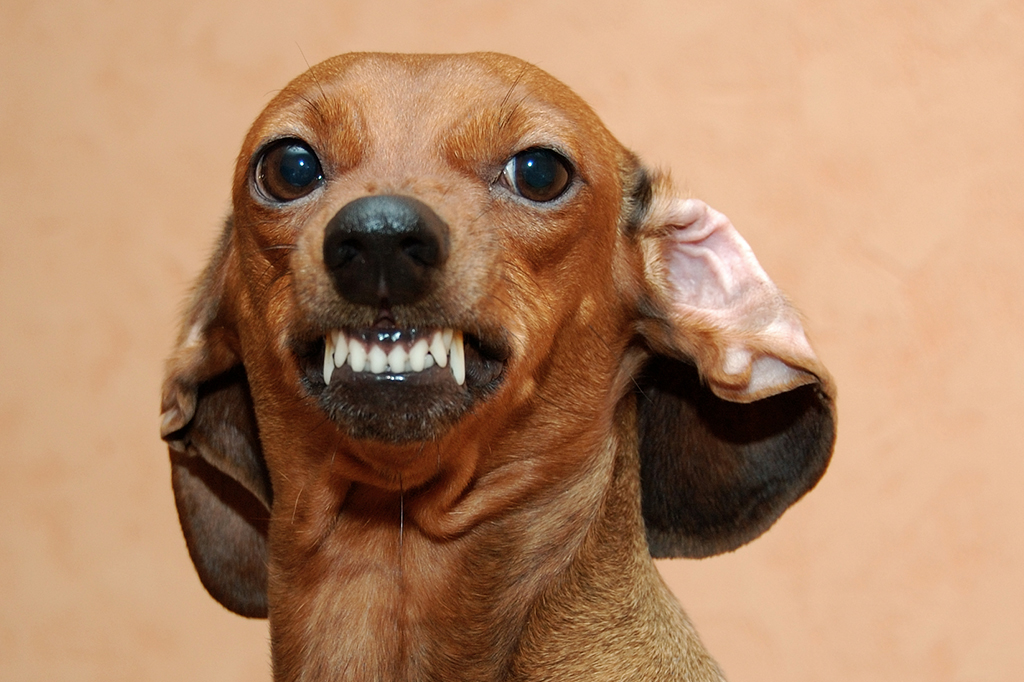 Fotografia de um cachorro pequeno mostrando os dentes bravo.
