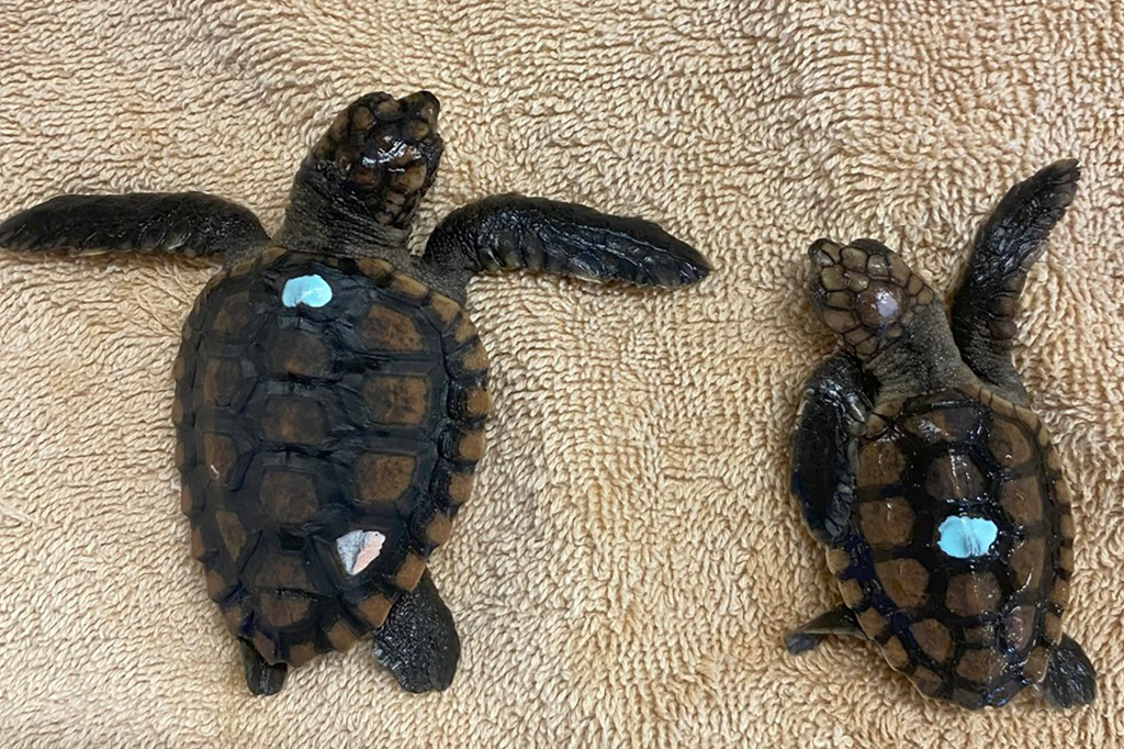 Temperatura do ninho pode afetar a “inteligência” das tartarugas? Novo estudo descobriu