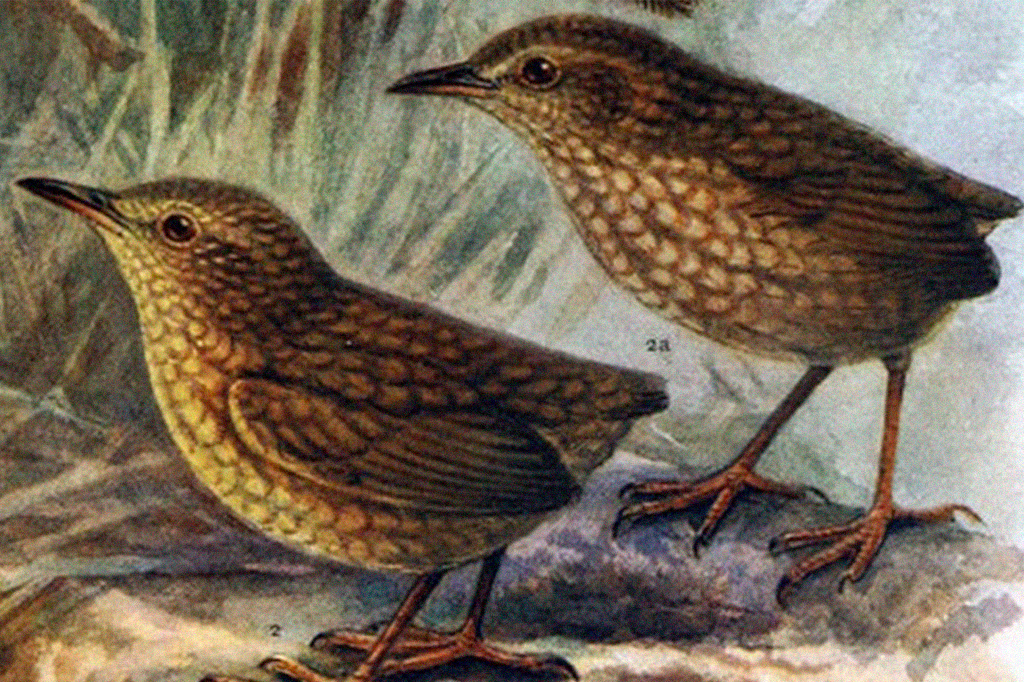 Como uma gata supostamente extinguiu sozinha toda uma espécie de passarinhos