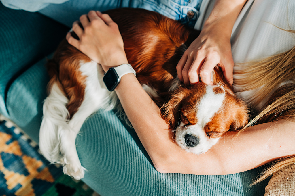 Como os pets se transformaram em parte fundamental da economia brasileira