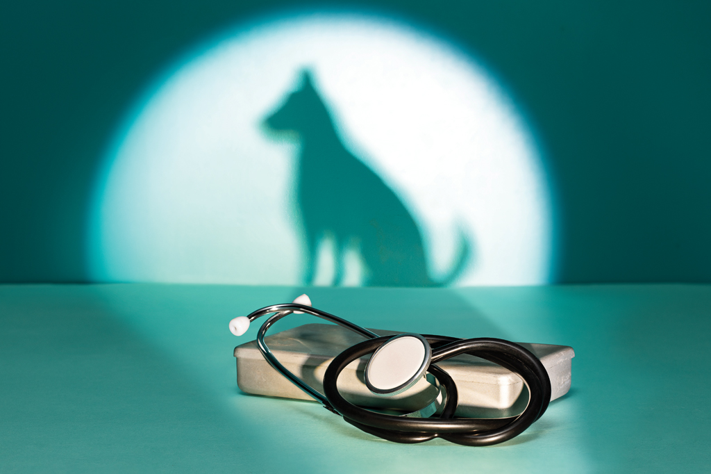 Imagem, de tom esverdeado, projetando a sombra de um gato na parede. Em primeiro plano, v&ecirc;-se, um estetosc&oacute;pio e um estojo branco.