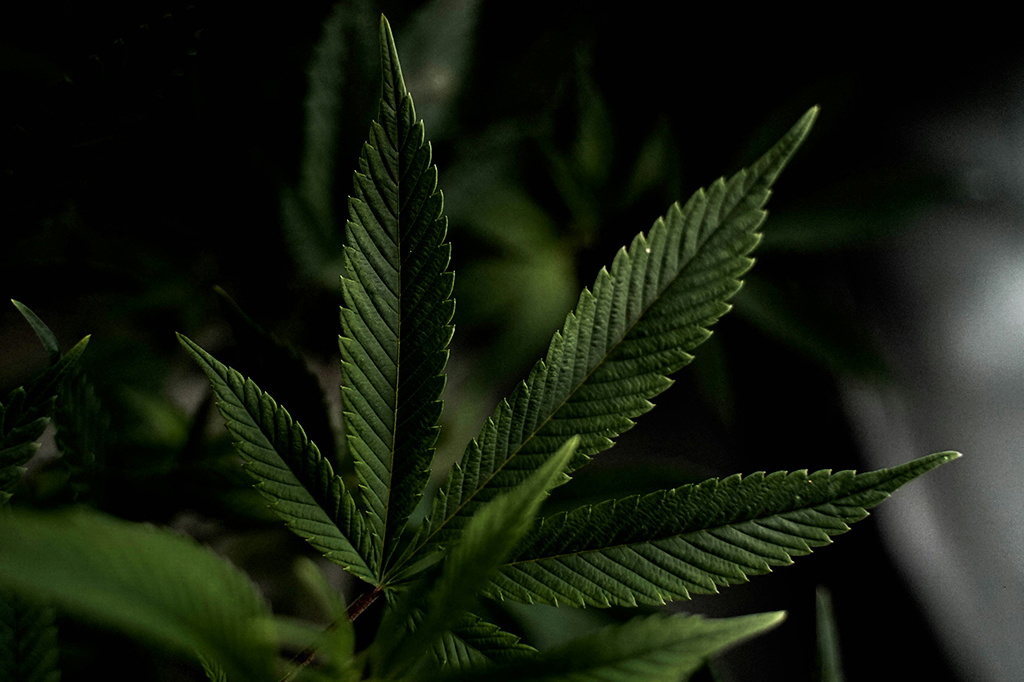 Fotografia da planta Canabis.