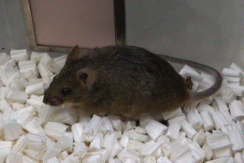 Fotografia de um rato.