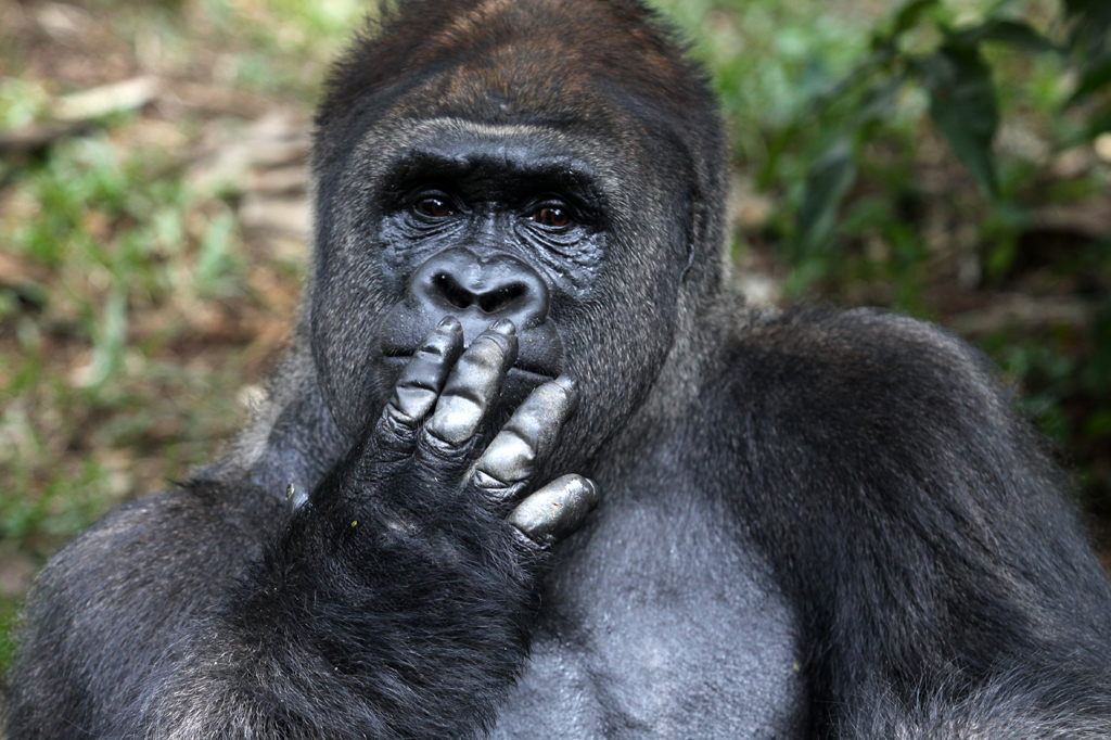 Qual dos grandes primatas tem os maiores genitais?